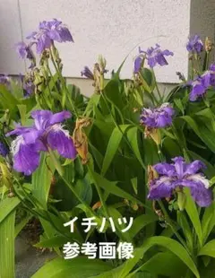 キヌ、確認用です。購入できません。イチハツの苗　50株 メルカリ