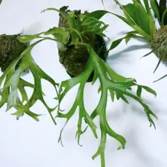 ビカクシダ Platycerium S S Foo. Wild板付 - メルカリ