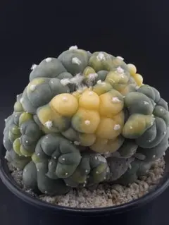 2026年最新】銀冠玉の人気アイテム - メルカリ