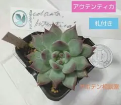 サボテン相談室 コロラータアウテンティカ 2025年最新】コロラータアウテンティカの人気アイテム - メルカリ