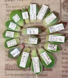 抜き苗✨毒りんご♥️ 2025年最新】毒りんご 多肉の人気アイテム - メルカリ