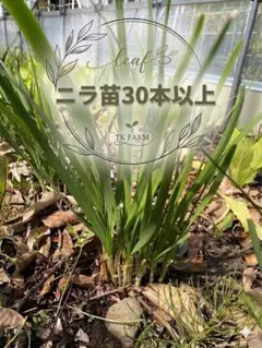 camel-52様 リクエスト 2点 まとめ商品