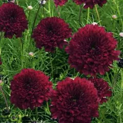 かおりんご様 リクエスト 2点 まとめ商品