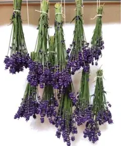 Item thumbnail for item f4ea1e73-2701-4fda-a47d-acad7a06874c