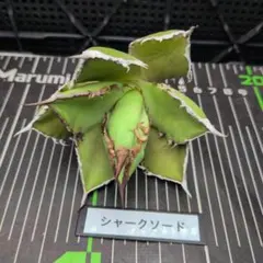 2025年最新】シャークソード アガベの人気アイテム - メルカリ