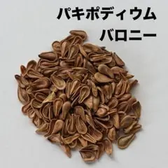 2026年6月自家採種 パキポディウム ウィンゾリー 種子 5粒 B - メルカリ