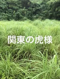 関東の虎様　レモングラス