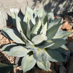 2025年最新】アガベ吉祥天の人気アイテム - メルカリ