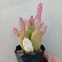 Mikasa様 リクエスト 2点 まとめ商品