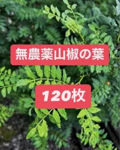 2026年最新】山椒の葉、の人気アイテム - メルカリ