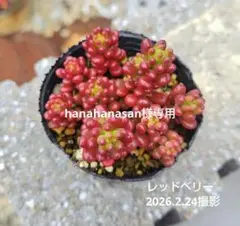 Hanahanasan様 リクエスト 2点 まとめ商品