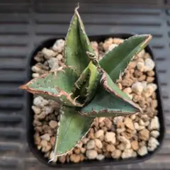 2026年最新】ドラゴンアガベの人気アイテム - メルカリ