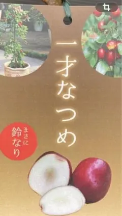 ナツメ苗木　一才棗　大苗　なつめ苗木　花たくさんつきのサムネイル