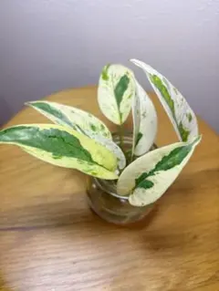 ポトス エクセレント 発根済みカット苗◆3株◆のサムネイル
