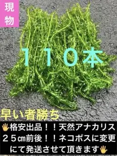 2026年最新】アナカリスの人気アイテム - メルカリ