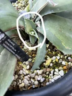 2025年最新】アウェイクニングエンジェルの人気アイテム - メルカリ