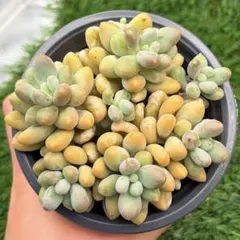 多肉植物　ジェニーフィンガー　夏セール品　大群生薄く粉の付いたぷっくりとした葉のサムネイル