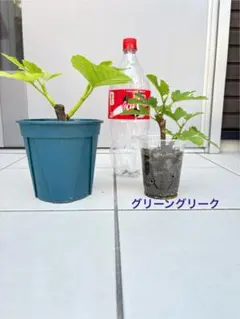 いちじく 人気希少品種 weihai青皮 挿し木苗、穂木 - メルカリ