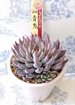 3号鉢 紫紺の矢　札付きポットごとメルカリ便おらいさん苗ミックスベリア 2025年最新】おらいさん苗の人気アイテム - メルカリ