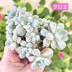 2025年最新】シャネル 多肉の人気アイテム - メルカリ