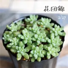 2026年最新】多肉植物抜き苗の人気アイテム - メルカリ