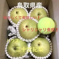鳥取県産 二十世紀梨のサムネイル