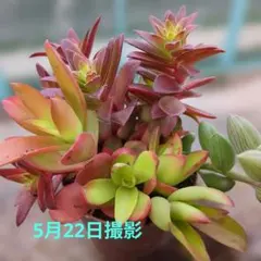 コーニッシュトリビュート アエオニウム 抜き苗 多肉植物 - メルカリ
