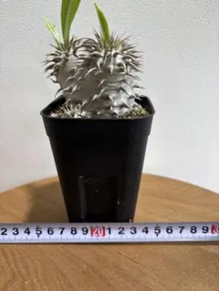 H0S0I様 リクエスト 3点 まとめ商品