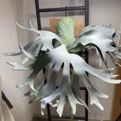 2025年最新】FSQ ビカクシダの人気アイテム - メルカリ