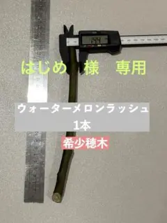 専用出品　イチジク Watermelon Rush ウォーターメロンラッシュ 苗 Watermelon Rushの特徴・味・耐寒性・栽培 | 世界のイチジク