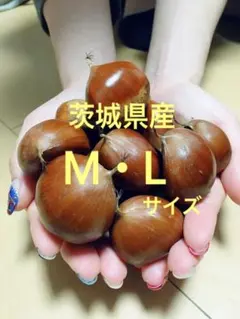 ♦︎こたろ様専用♦︎