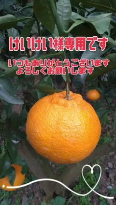 けいけい様専用です