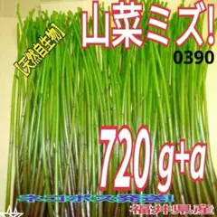 山菜みず　天然自生物（0390）ネコポス発送　福井県産のサムネイル