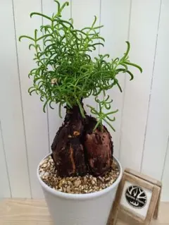 2025年最新】mestoklemaの人気アイテム - メルカリ