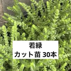 【多肉植物】若緑 セダム カット苗 30本第四種発送 寄せ植え