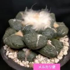 2026年最新】竜角牡丹の人気アイテム - メルカリ