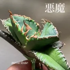 2026年最新】上澳園芸の人気アイテム - メルカリ