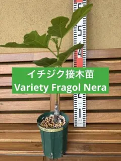 イチジク苗 Genovese Nero 挿し木 6360 - メルカリ