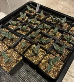 Sato Osama様 リクエスト 3点 まとめ商品