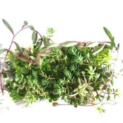 多肉植物寄せ植えセット ルビーネックレス、セダム、ブローメアナ、笹姫、パリダム等