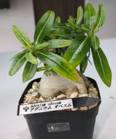 実生【ドルステニア】ギガス 2025蒔種 鉢つき発送 - メルカリ