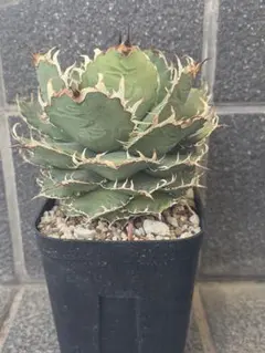 2026年最新】アガベフィリグリーの人気アイテム - メルカリ