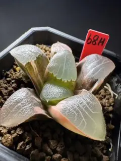 91h 多肉植物 ハオルチア 瑠璃コレクタ錦 自家繁殖 鉢植え発送 - メルカリ