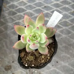 kokuran様 リクエスト 3点 まとめ商品