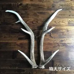 蝦夷鹿の角 インテリア・装飾・置物用 - メルカリ