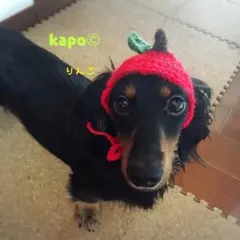 ワンコニャンコのどんぐり帽子♡カラー自由！