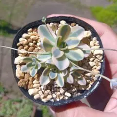 子持ち蓮華錦 鏡花 抜き苗 - メルカリ