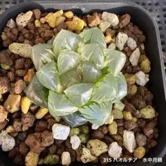 ぽ*こ様 315 ハオルチア　オブツーサ錦　水中月錦