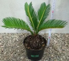 2025年最新】蘇鉄 ソテツの人気アイテム - メルカリ