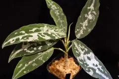 2026年最新】la便 アグラオネマの人気アイテム - メルカリ